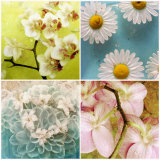 Floral Collage