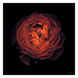 Ranunculus no 44