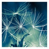 Fairyland