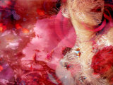 Reflections of My Love