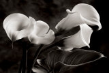Calla Lilly