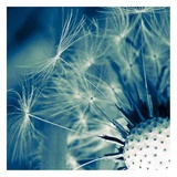Flofy