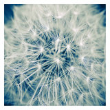 Anephos