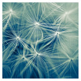 Nebulos
