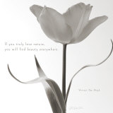 Tulip Beauty