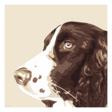Springer Spaniel