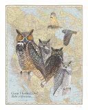 Great Horned Owl