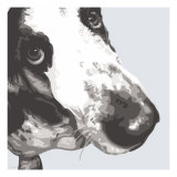 Bassett Hound