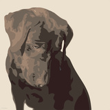 Chocolate Labrador