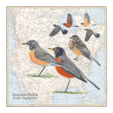 American Robin