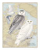 Snowy Owl