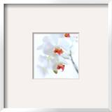 White and Pink Orchid