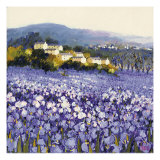 Champs D'Iris  Provence