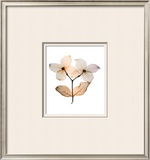 Dogwood I