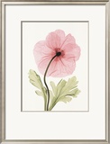 Iceland Poppy I