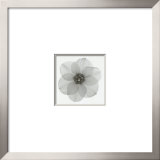 Daffodil II
