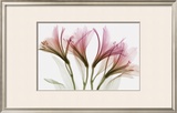Alstromeria
