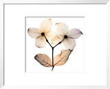 Dogwood I