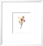Dogwood II