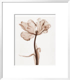 Parrot Tulips I