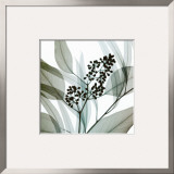 Eucalyptus
