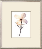 Dogwood II