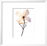 Dogwood II