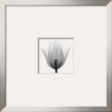 Triumph Tulip