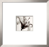 Lily Muscadet