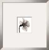 Daffodil II