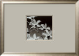 Orchid Denrobium