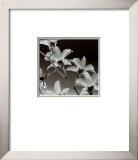 Orchid Denrobium