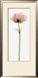 Anemone IV