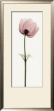 Anemone III