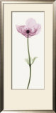 Anemone I
