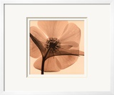 Hellebore I