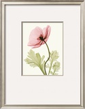 Iceland Poppy II