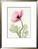 Iceland Poppy II