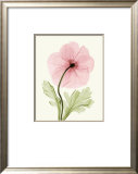 Iceland Poppy I