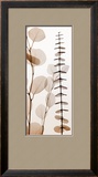 Eucalypti I