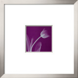 Silver Tulip