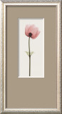 Anemone III