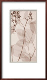 Eucalyptus III
