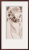 Eucalyptus II