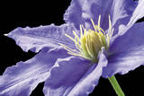 Purple Clematis