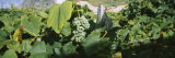 Bunch of Grapes in a Vineyard  Sao Miguel  Ponta Delgada  Azores  Portugal