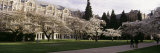 Cherry Trees in the Quad of a University  University of Washington  Seattle  King County