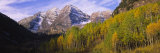 Aspen Trees in a Forest with a Mountain Range in the Background  Maroon Bells  Pitkin County