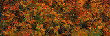 Rowan Tree in Autumn  Grand Teton National Park  Wyoming  USA