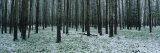 Aspen Trees in a Forest  Banff National Park  Alberta  Canada